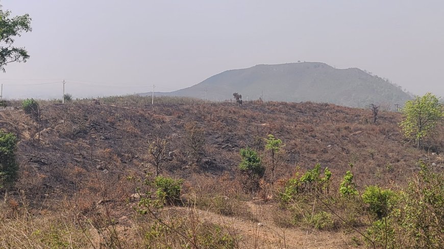 तुलसीदामर में आग से जंगल का बहुत बड़ा हिस्सा जला