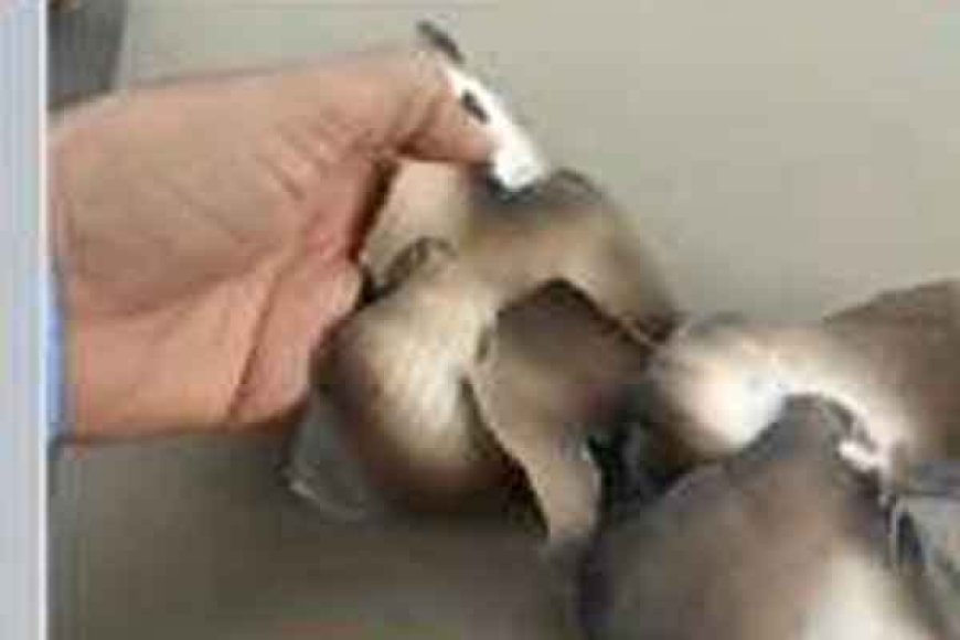 नीट के अधजले प्रश्न पत्र पर मिला हजारीबाग के परीक्षा केंद्र का कोड
