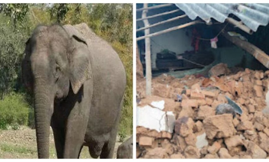 छत्तीसगढ़ के जशपुर जिले में हाथी के हमले में चार लोगों की मौत