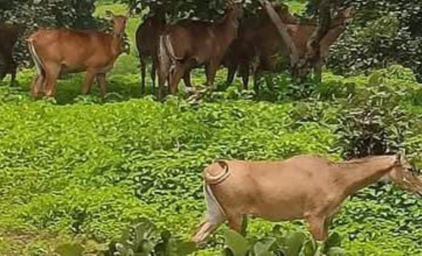 किसानों के लिए परेशानी का सबब बनी नील गाय
