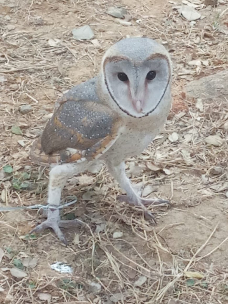पलामू में मिला हिमालयन उल्लू, वन विभाग ने किया रेस्कयू