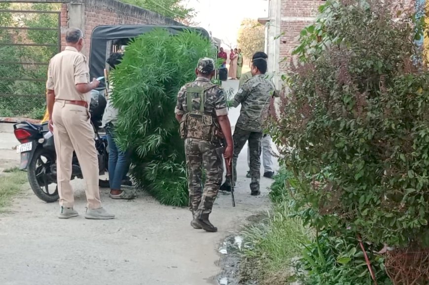 अवैध गांजा का पेड़ नष्ट