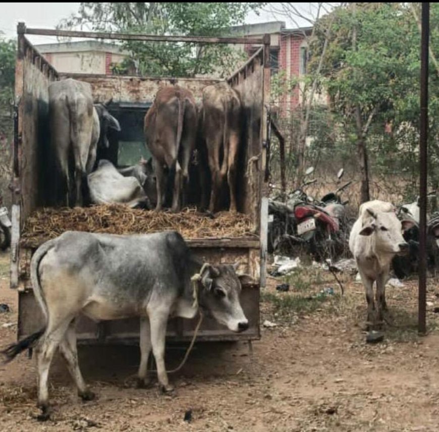 सात मवेशी के साथ दो तस्कर गिरफ्तार, भेजे गए जेल