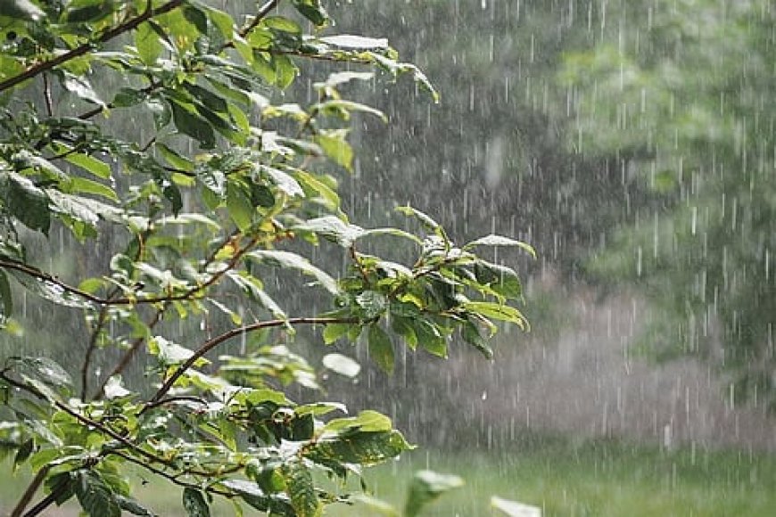 झारखंड के पलामू जिले में सबसे अधिक 204 मिलीमीटर हुई बारिश