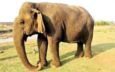 उतरप्रदेश से पलामू आयी एक करोड़ की हथिनी चोरी