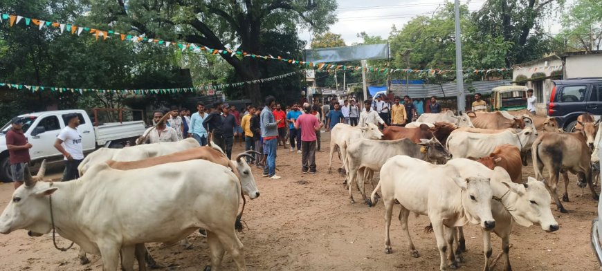 पशु तस्करी पर बड़ी कार्रवाई, 170 गोवंशीय पशु मुक्त, दो युवक हिरासत में