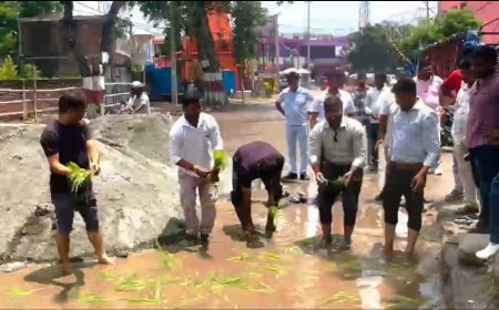 सड़क पर गड्ढे के कारण बनी तालाब, युवाओं ने धान रोपकर जताया आक्रोश