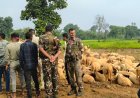 भेड़ के बाड़े से 4 दर्जन भेड़ की चोरी