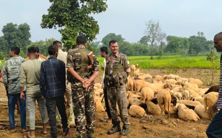 भेड़ के बाड़े से 4 दर्जन भेड़ की चोरी