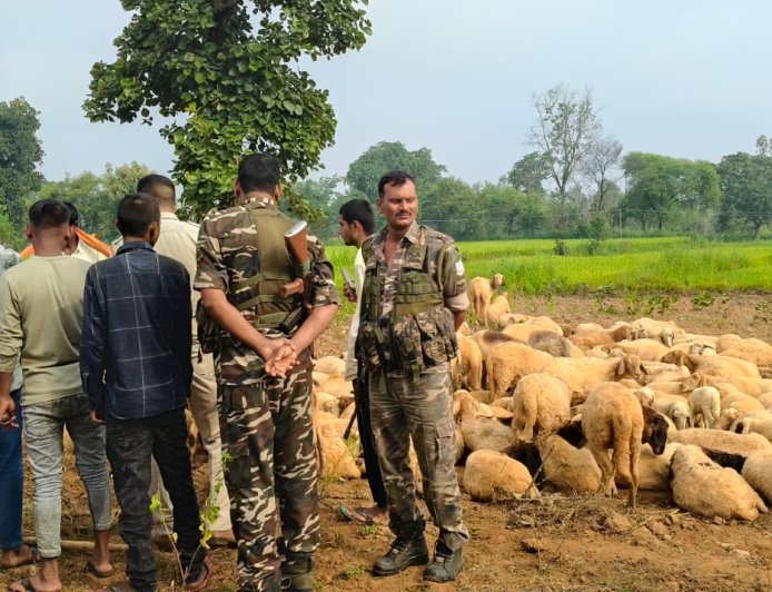 भेड़ के बाड़े से 4 दर्जन भेड़ की चोरी